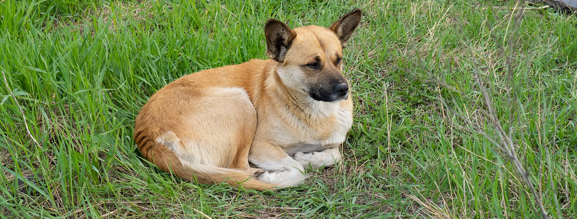 Divagation de chien ou chat