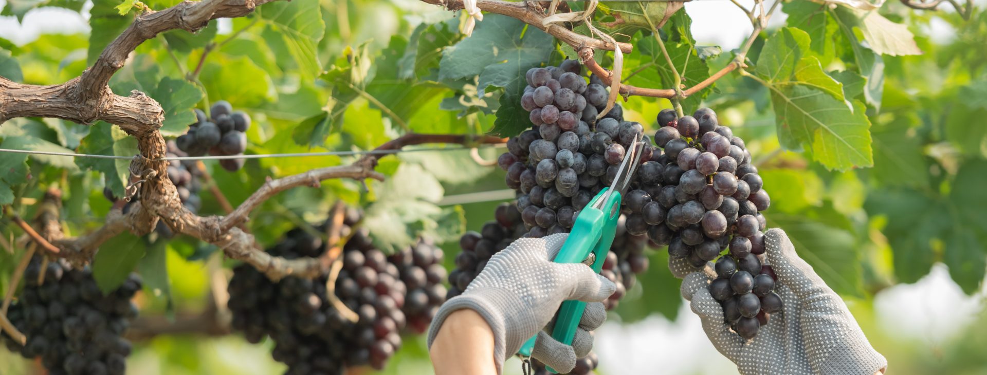 La saison des vendanges est lancée !