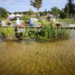 Le bassin paysager