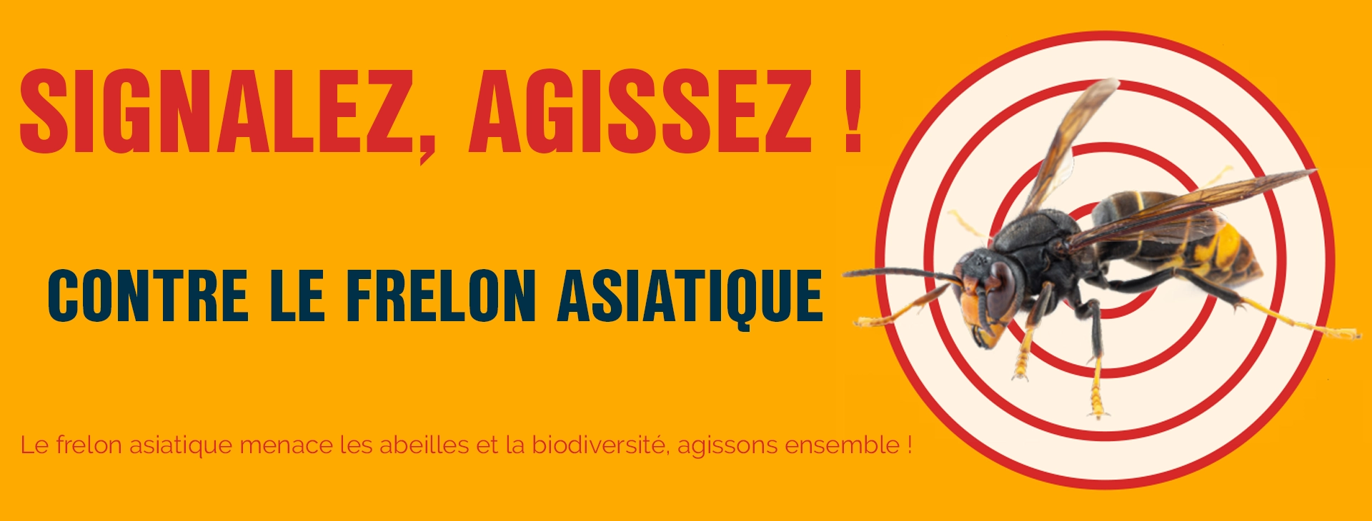 Lutte contre le frelon asiatique