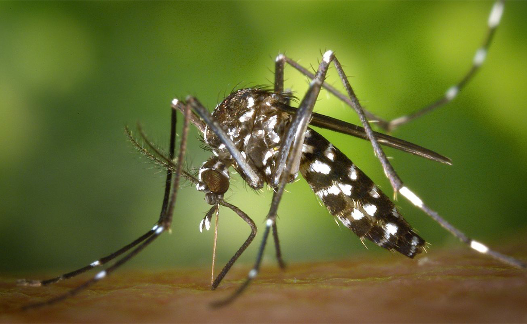 Prévention Chikungunya