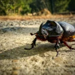 250921_JDP_©Didier COLLAS-Scarabée Rhinocéros...