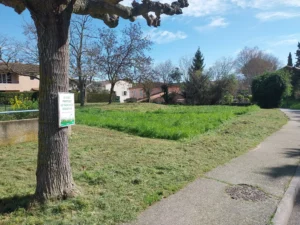 260326_fauchage raisonné_Les tuileries-2