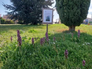 260326_fauchage raisonné_Orchidées sauvages