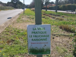 260326_fauchage raisonné_av. Pauriol