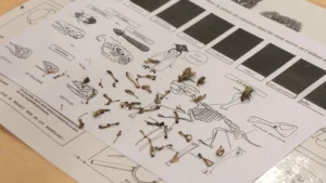 Journée thématique sur les rapaces nocturnes