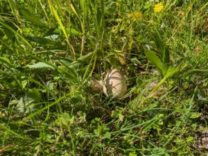 260406_1000 oeufs de Pâques (6)