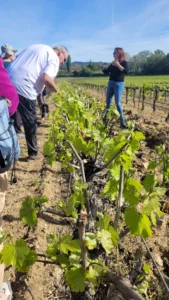 260417_Visite Vignoble du Roy René (1)