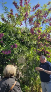 260419_Visite végétaux ornementaux (2)