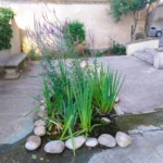 Square Saurin - plantes aquatiques_260708