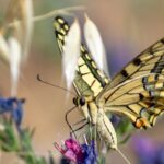 Capture ton Patrimoine - 2e prix, Christophe ANTONIIL - Ne suis-je qu'un Machaon ?