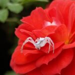 Capture ton Patrimoine - 3e prix, Lycia DIE-MORINI - Thomise ou araignée-crabe sur une rose